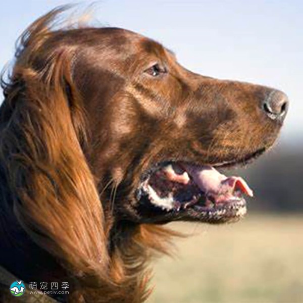 爱尔兰雪达犬-11