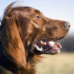 爱尔兰雪达犬-缩略图-11