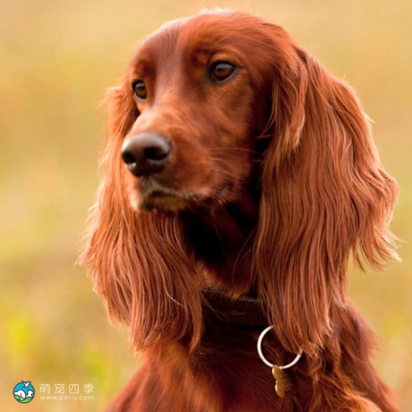 爱尔兰雪达犬-12