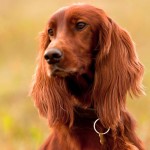 爱尔兰雪达犬-缩略图-12