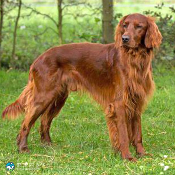 爱尔兰雪达犬-13