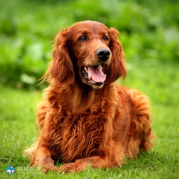 爱尔兰雪达犬-14