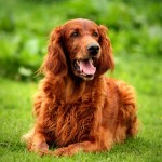 爱尔兰雪达犬-缩略图-14