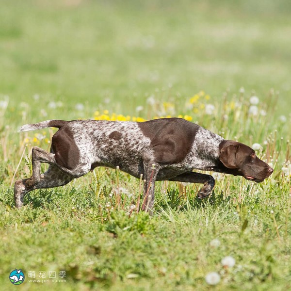 德国波音达犬-1