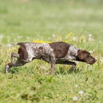 德国波音达犬-缩略图-1