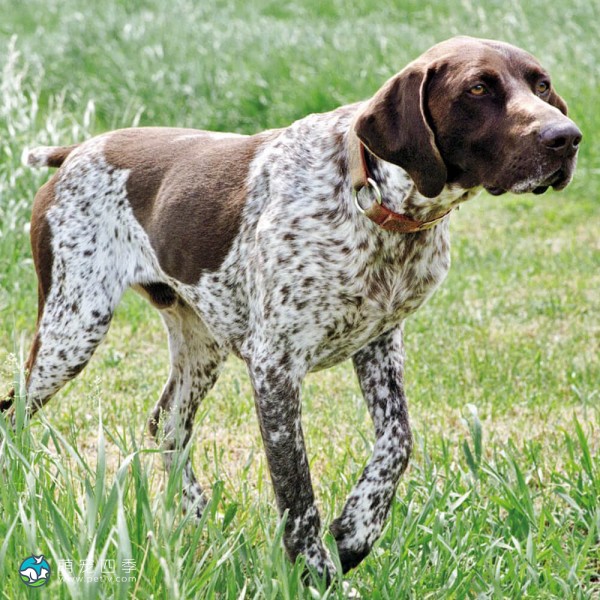 德国波音达犬-2