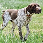 德国波音达犬-缩略图-2