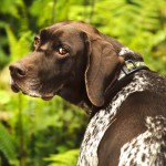 德国波音达犬-缩略图-3