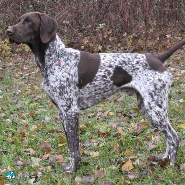 德国波音达犬-4