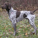 德国波音达犬-缩略图-4