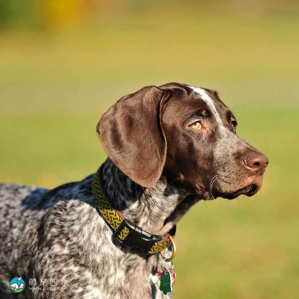 德国波音达犬-5