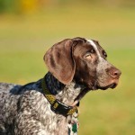 德国波音达犬-缩略图-5