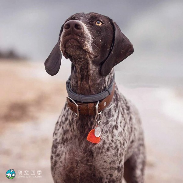 德国波音达犬-6