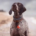 德国波音达犬-缩略图-6