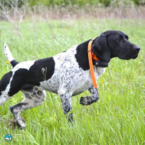 德国波音达犬-7