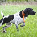 德国波音达犬-缩略图-7