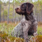 德国波音达犬-缩略图-8