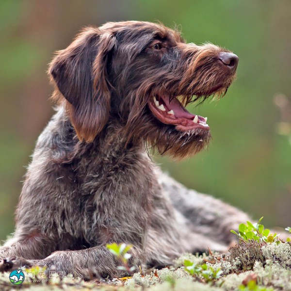 德国波音达犬-9