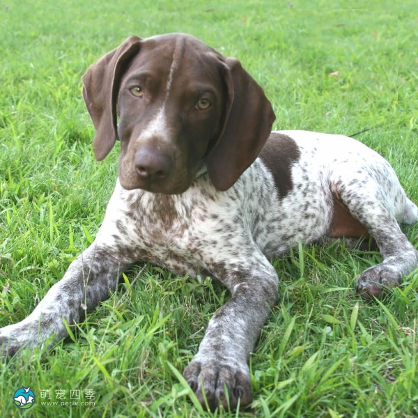 德国波音达犬-10