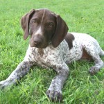 德国波音达犬-缩略图-10