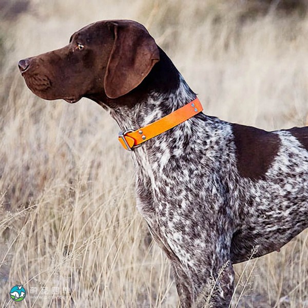 德国波音达犬-11