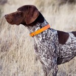 德国波音达犬-缩略图-11