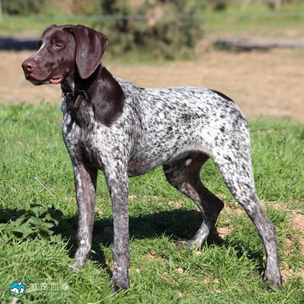 德国波音达犬-12