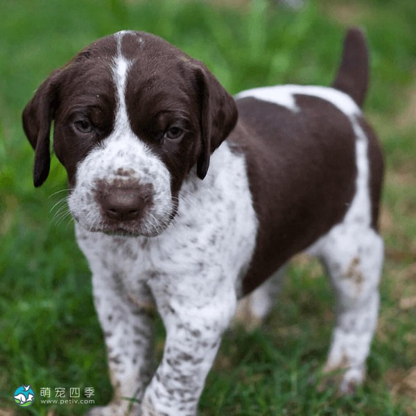 德国波音达犬-13