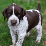 德国波音达犬-缩略图-13