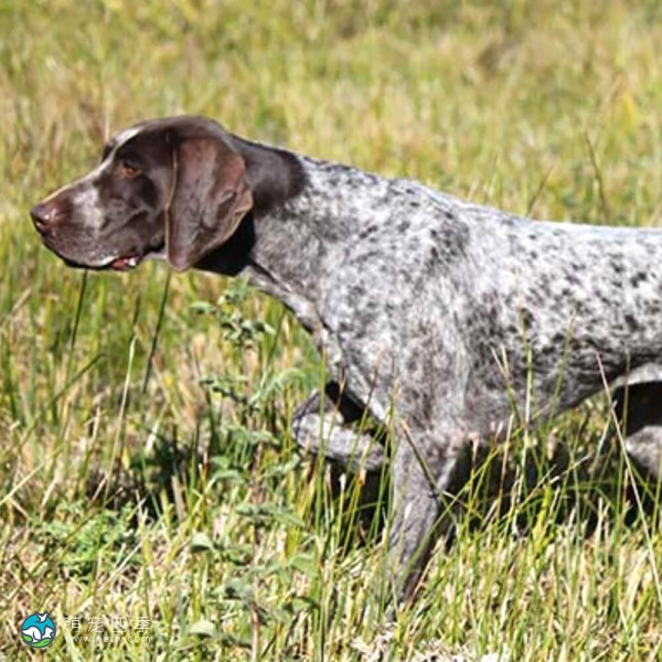 德国波音达犬-14