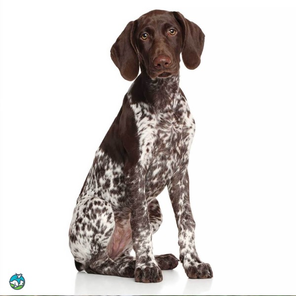 德国波音达犬-15