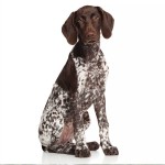 德国波音达犬-缩略图-15