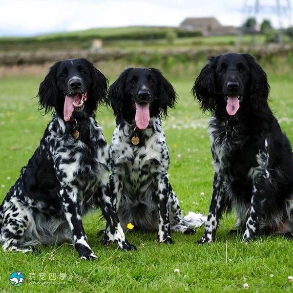 大明斯特兰犬-1