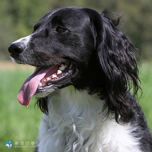 大明斯特兰犬-2