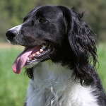 大明斯特兰犬-缩略图-2