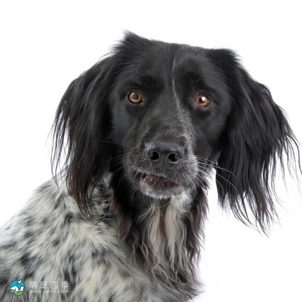 大明斯特兰犬-3