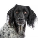 大明斯特兰犬-缩略图-3