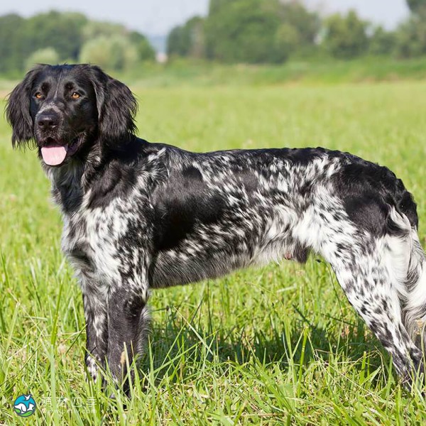 大明斯特兰犬-4