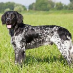 大明斯特兰犬-缩略图-4