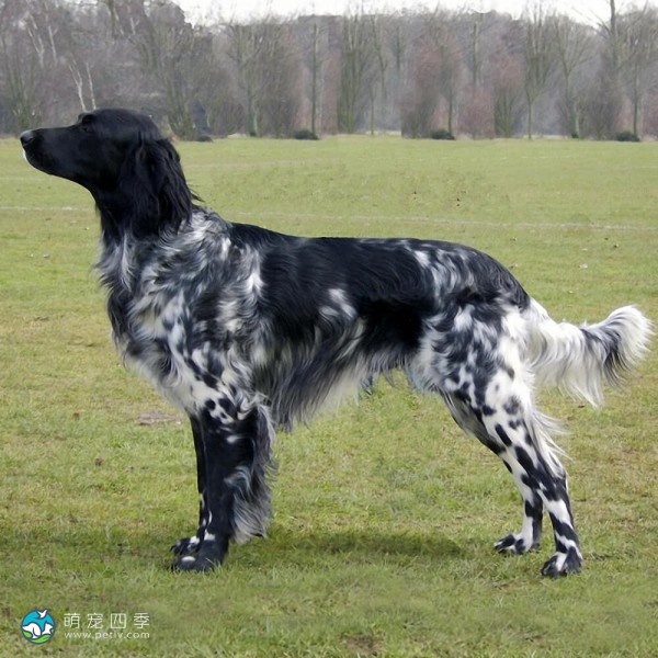 大明斯特兰犬-5