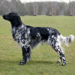 大明斯特兰犬-缩略图-5