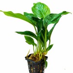 卵叶榕草-缩略图-1