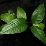 卵叶榕草-缩略图-2