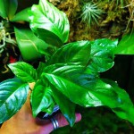 卵叶榕草-缩略图-3