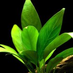 卵叶榕草-缩略图-4