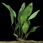 卵叶榕草-缩略图-5