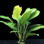 卵叶榕草-缩略图-6