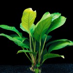 卵叶榕草-缩略图-7