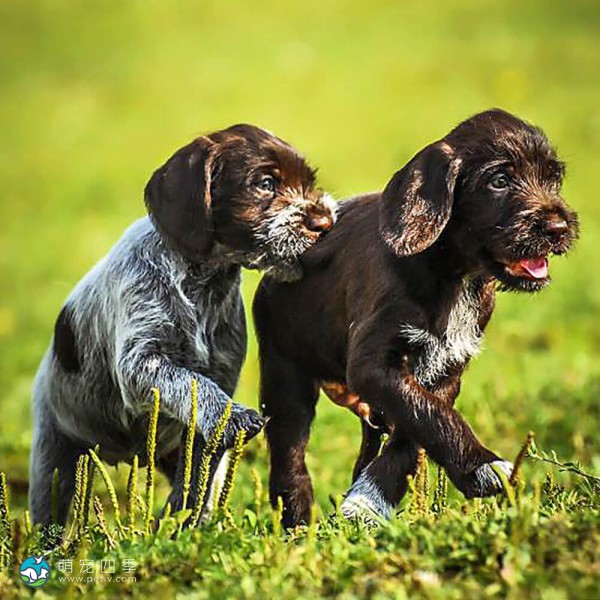 捷克福斯克犬-1