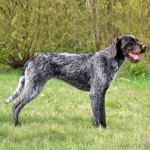 捷克福斯克犬-缩略图-2